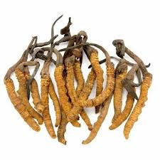 Yarsagumba (Cordyceps sinensis)