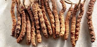 Yarsagumba (Cordyceps sinensis)