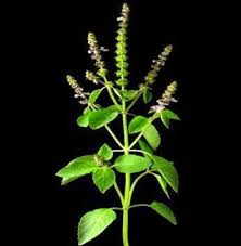 Tulsi (Ocimum sanctum)